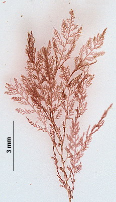 Compsothamnion thuioides