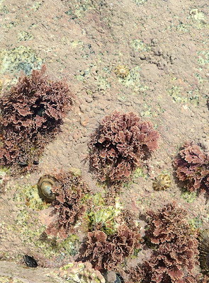 Corallina berteroi