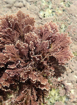 Corallina berteroi
