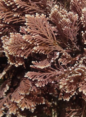 Corallina berteroi