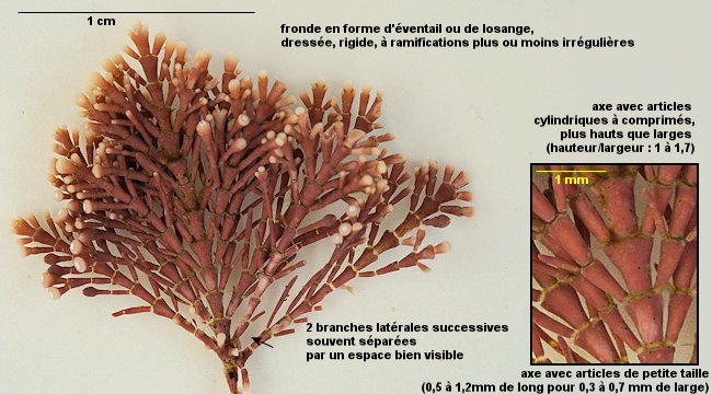 Corallina berteroi