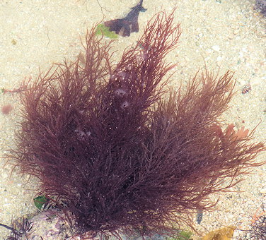 Cystoclonium purpureum