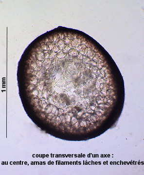 Cystoclonium purpureum