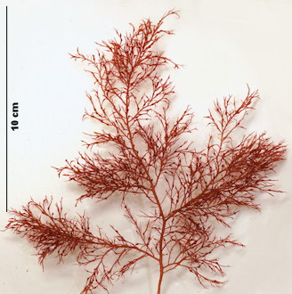 Cystoclonium purpureum