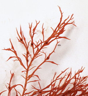 Cystoclonium purpureum