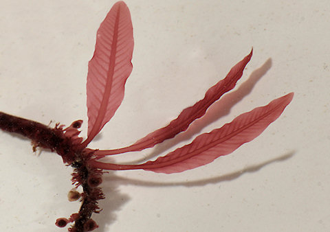 Delesseria sanguinea