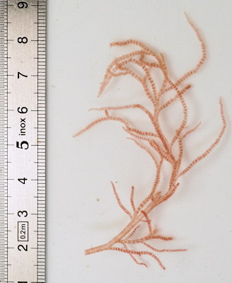 Dudresnaya verticillata