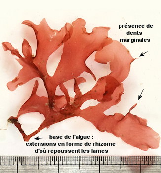 Erythroglossum laciniatum