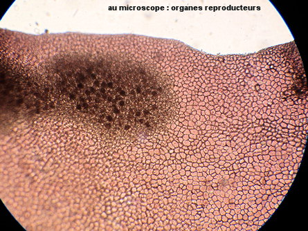 Erythroglossum laciniatum