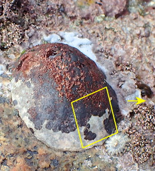 Erythrotrichia welwitschii