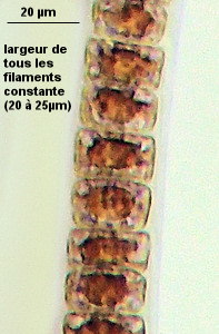 Erythrotrichia welwitschii