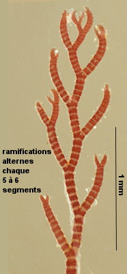 Gayliella flaccida