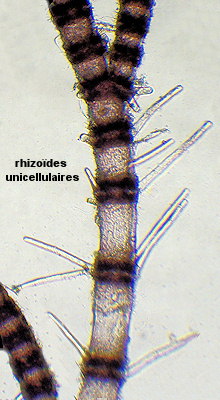 Gayliella flaccida