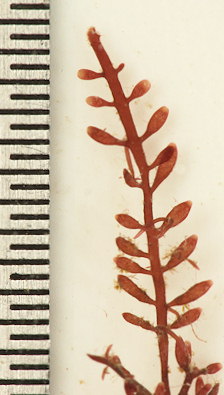 Gelidium pulchellum