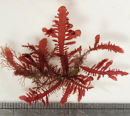 Gelidium spinosum