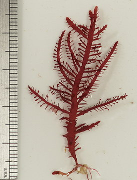 Gelidium spinosum