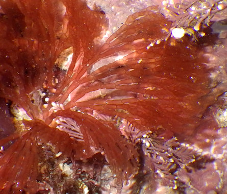 Griffithsia corallinoides