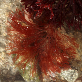 Griffithsia corallinoides