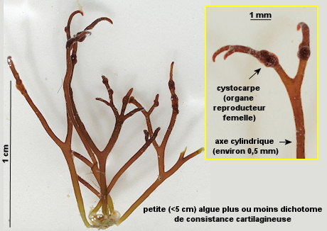 Gymnogongrus griffithsiae