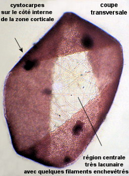 Halarachnion ligulatum