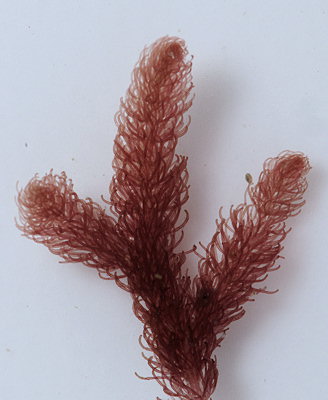 Halurus equisetifolius