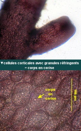 Laurencia obtusa