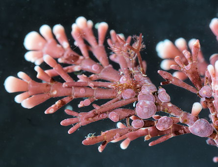 Lithophyllum corallinae