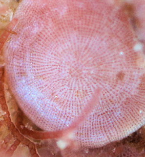 Lithophyllum corallinae