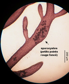 Lomentaria clavellosa