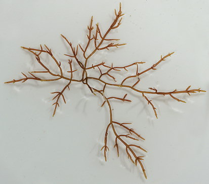 Lomentaria hakodatensis