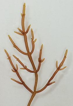 Lomentaria hakodatensis