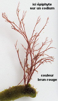 Melanothamnus harveyi