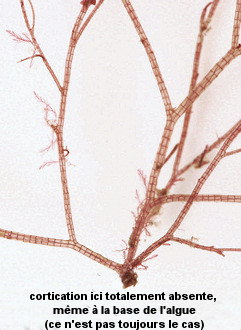 Melanothamnus harveyi