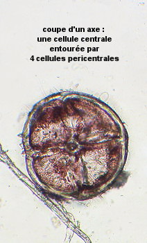 Melanothamnus harveyi