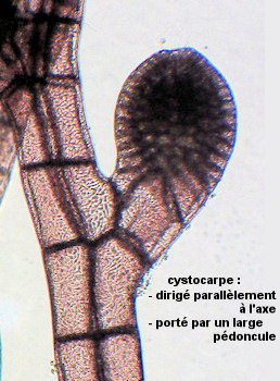 Melanothamnus harveyi