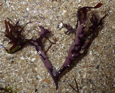 Melobesia membranacea