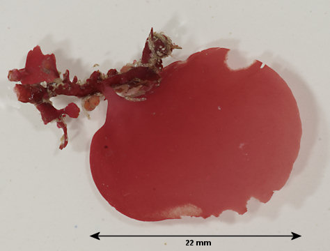 Meredithia microphylla