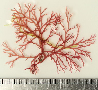 Microcladia glandulosa