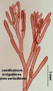 Monosporus pedicellatus
