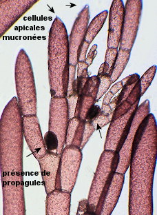 Monosporus pedicellatus