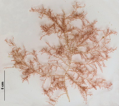 Naccaria wiggii