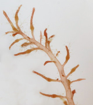 Naccaria wiggii