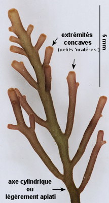 Osmundea hybrida