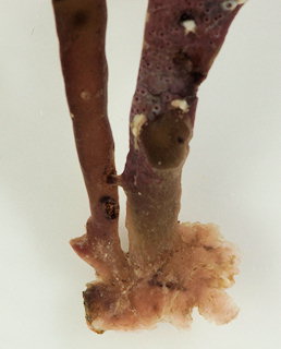 Osmundea osmunda