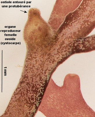 Osmundea truncata