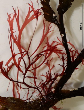 Palmaria palmata var. sarniensis