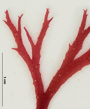 Palmaria palmata var. sarniensis