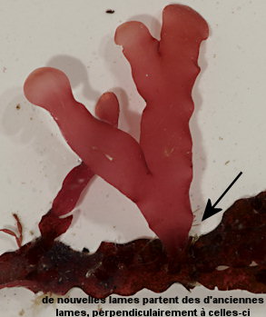 Phyllophora crispa