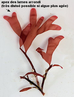 Phyllophora pseudocerano�des