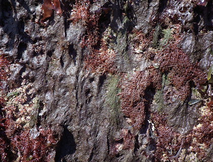 Plumaria plumosa